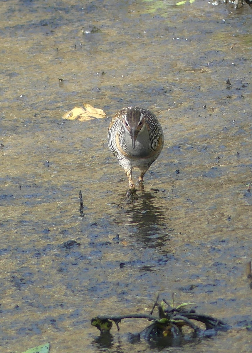 Buff-banded Rail - ML609486040