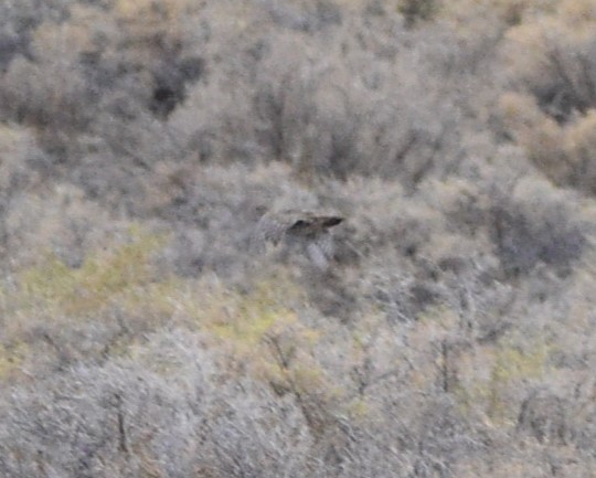 Gray Partridge - ML609486067