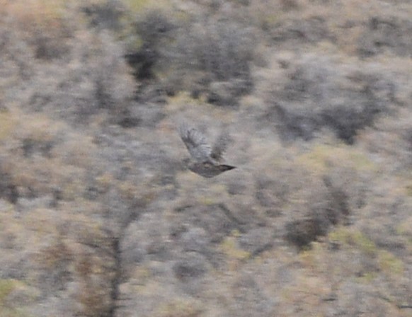 Gray Partridge - ML609486068