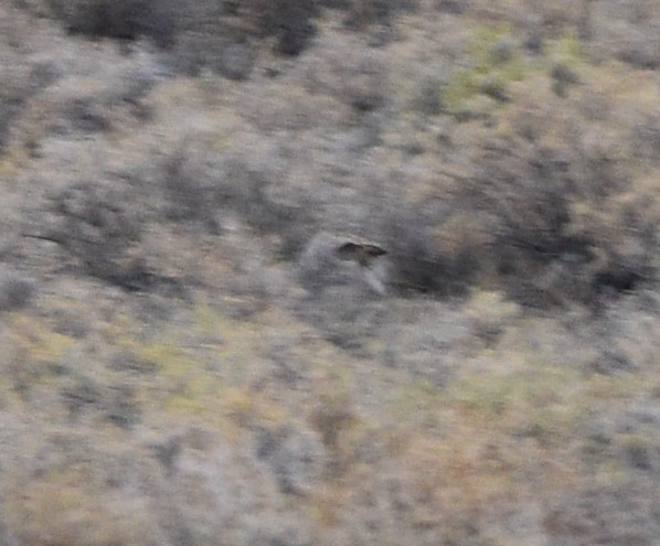 Gray Partridge - ML609486069