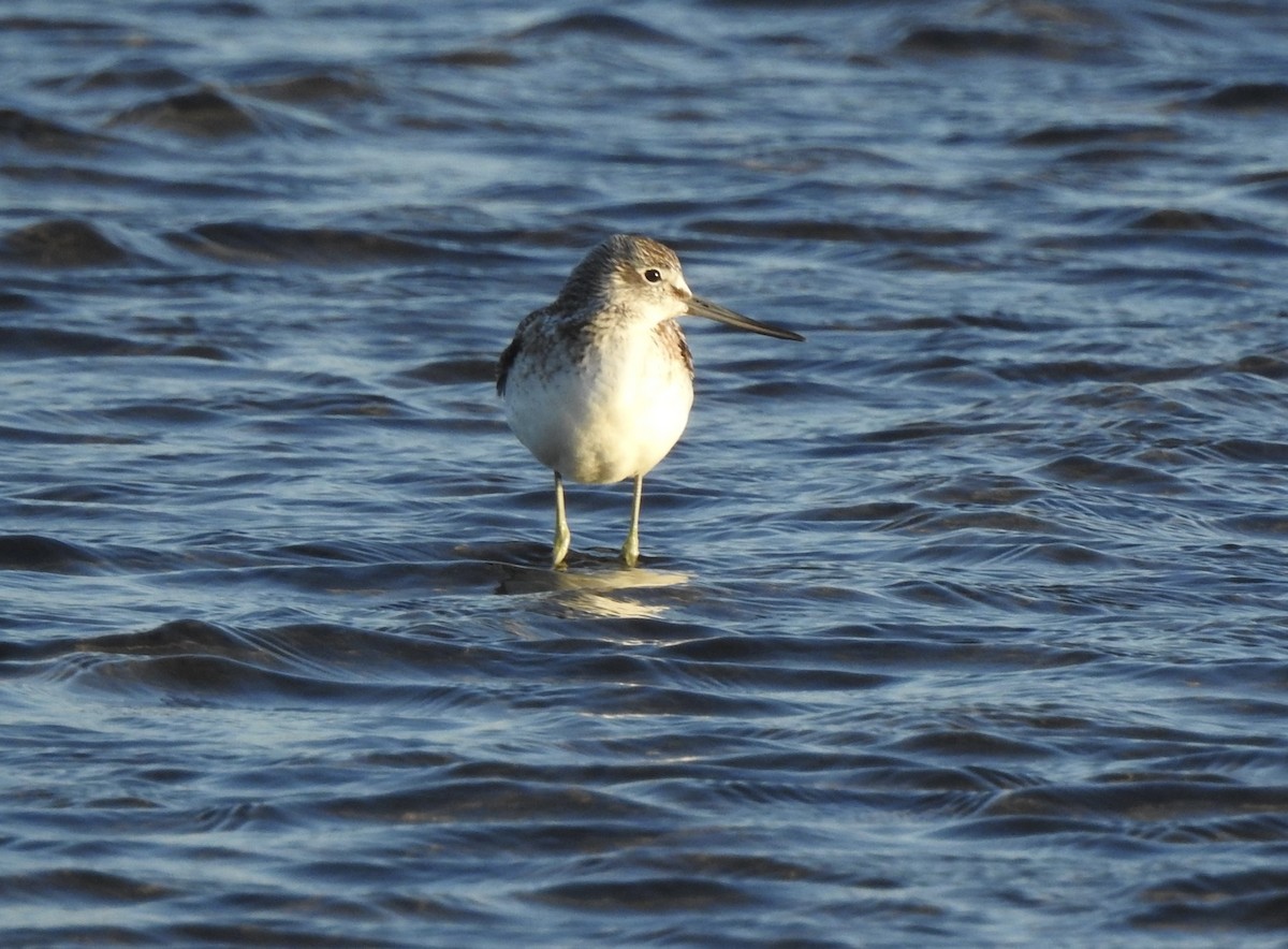 Common Greenshank - ML609486076