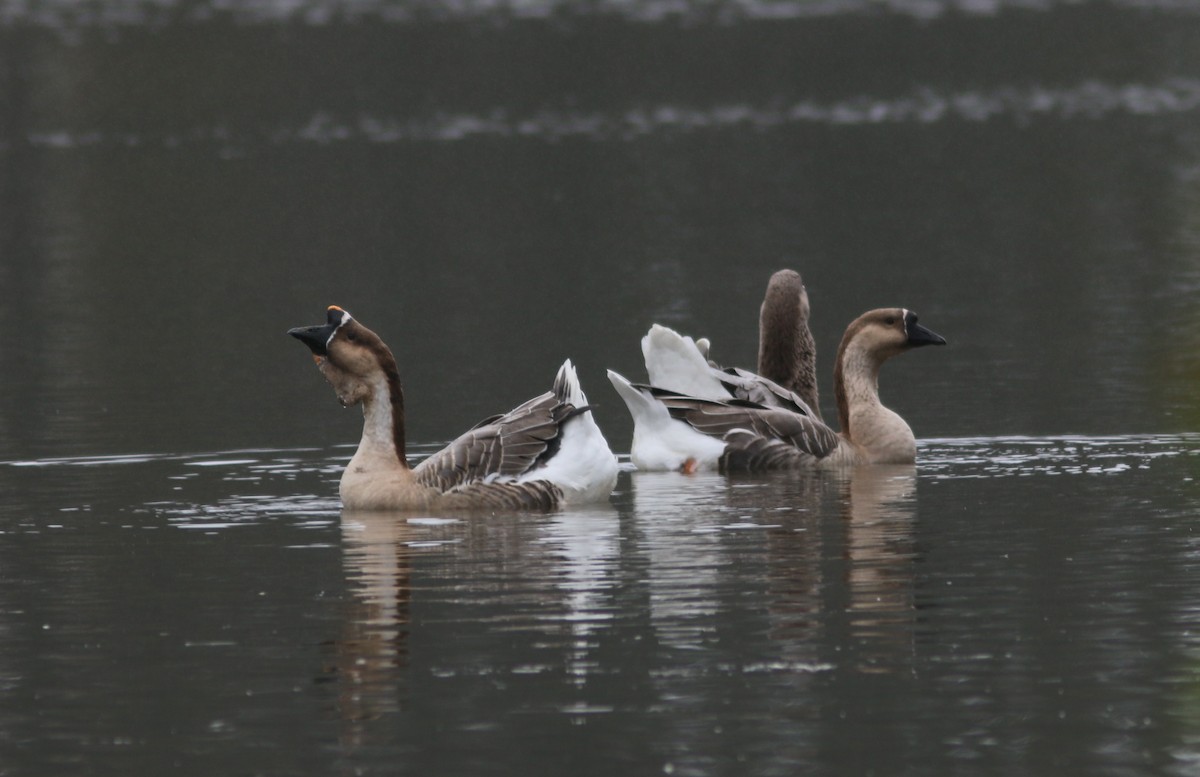 Domestic goose sp. (Domestic type) - ML609486158