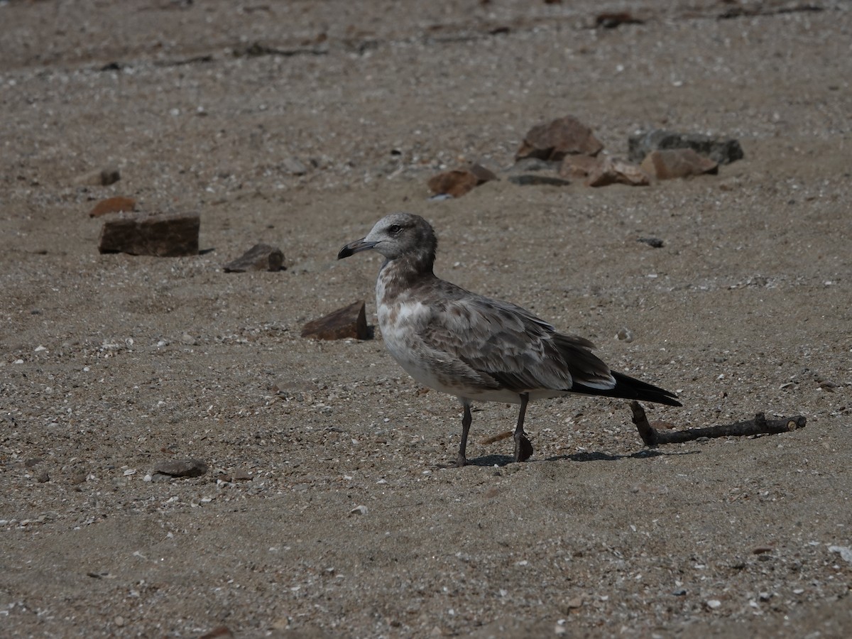 Black-tailed Gull - ML609486266
