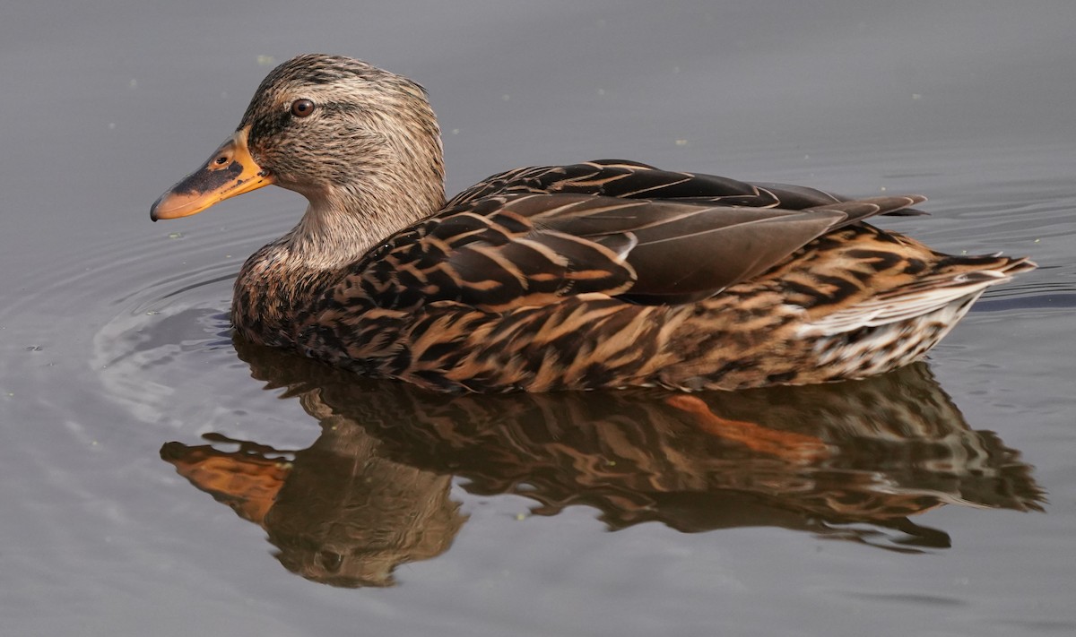 Mallard - Richard Block