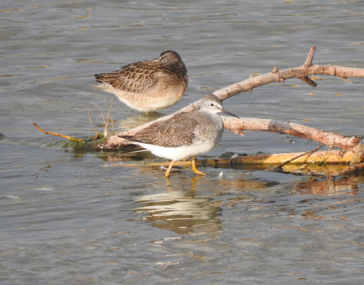 gulbeinsnipe - ML609486475