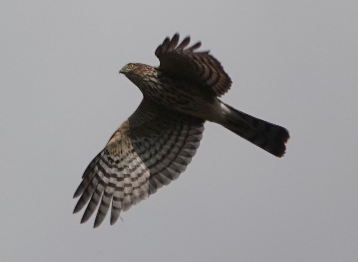 Sharp-shinned Hawk - ML609486556