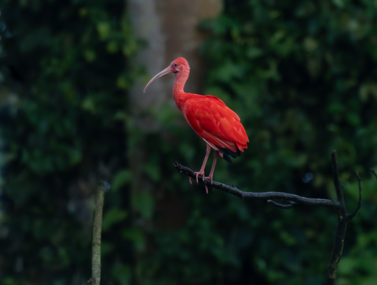 ibis rudý - ML609486573