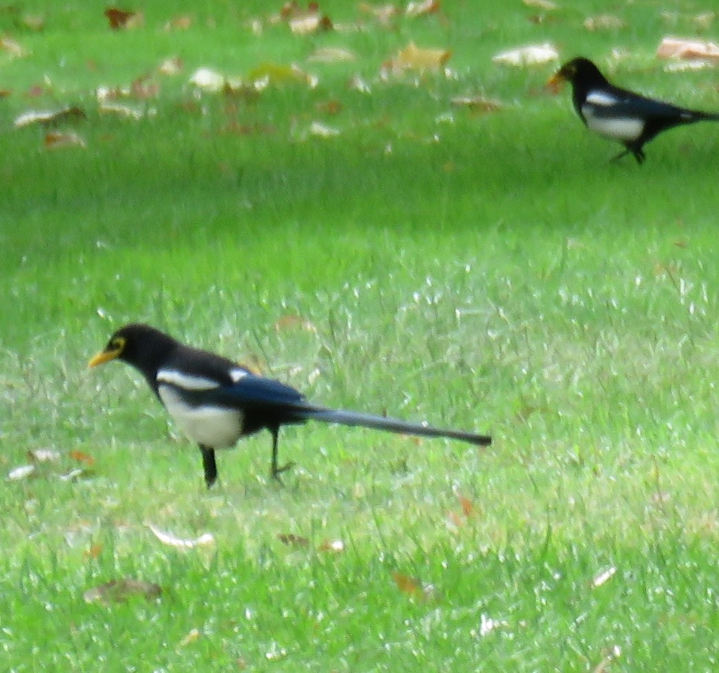 Yellow-billed Magpie - ML609486608