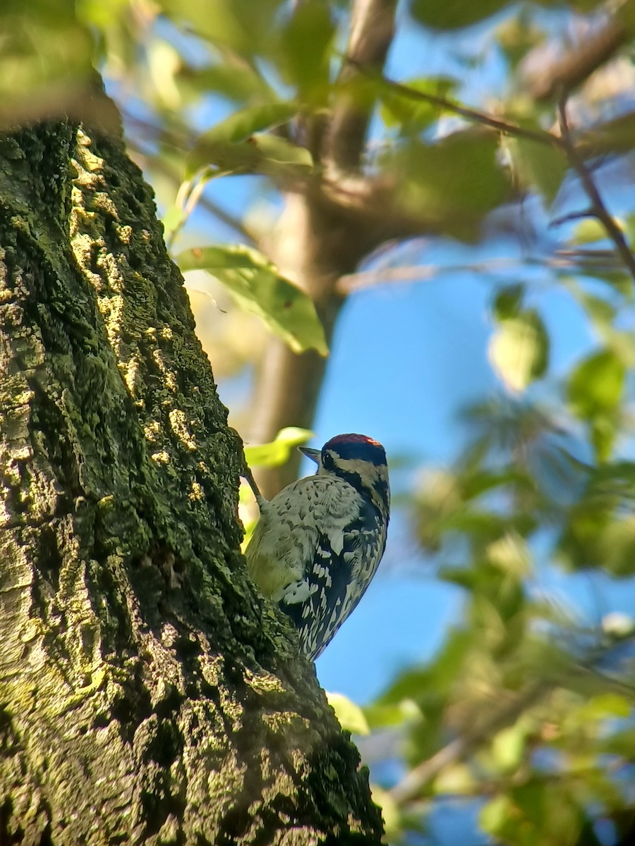 Yellow-bellied Sapsucker - ML609486777