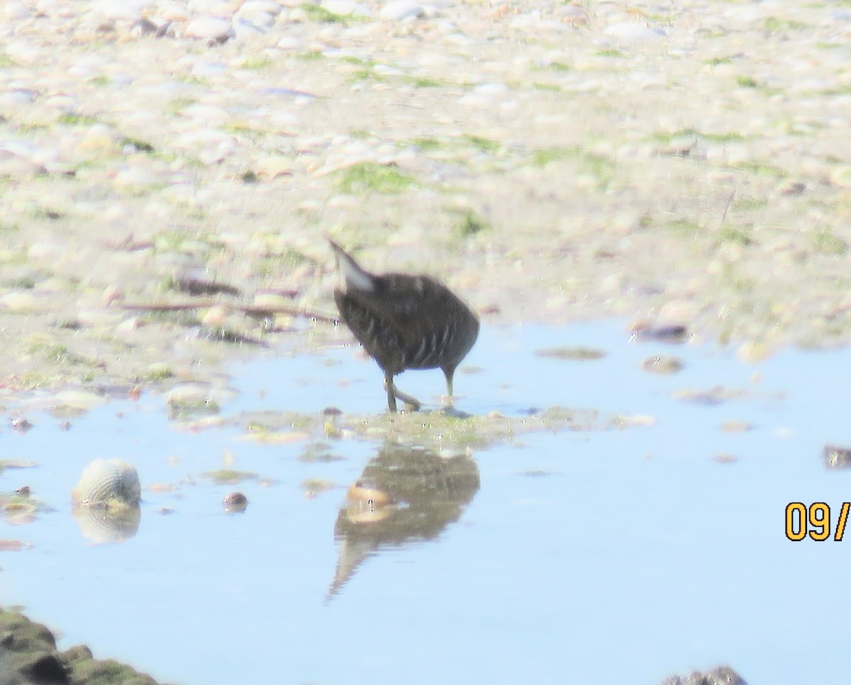 Australian Crake - ML609486915