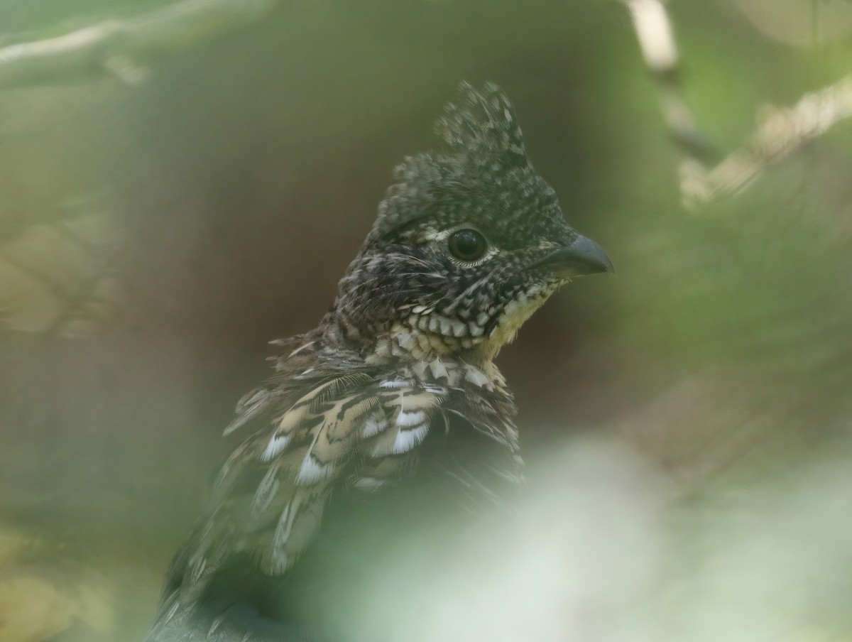 Ruffed Grouse - ML609486919