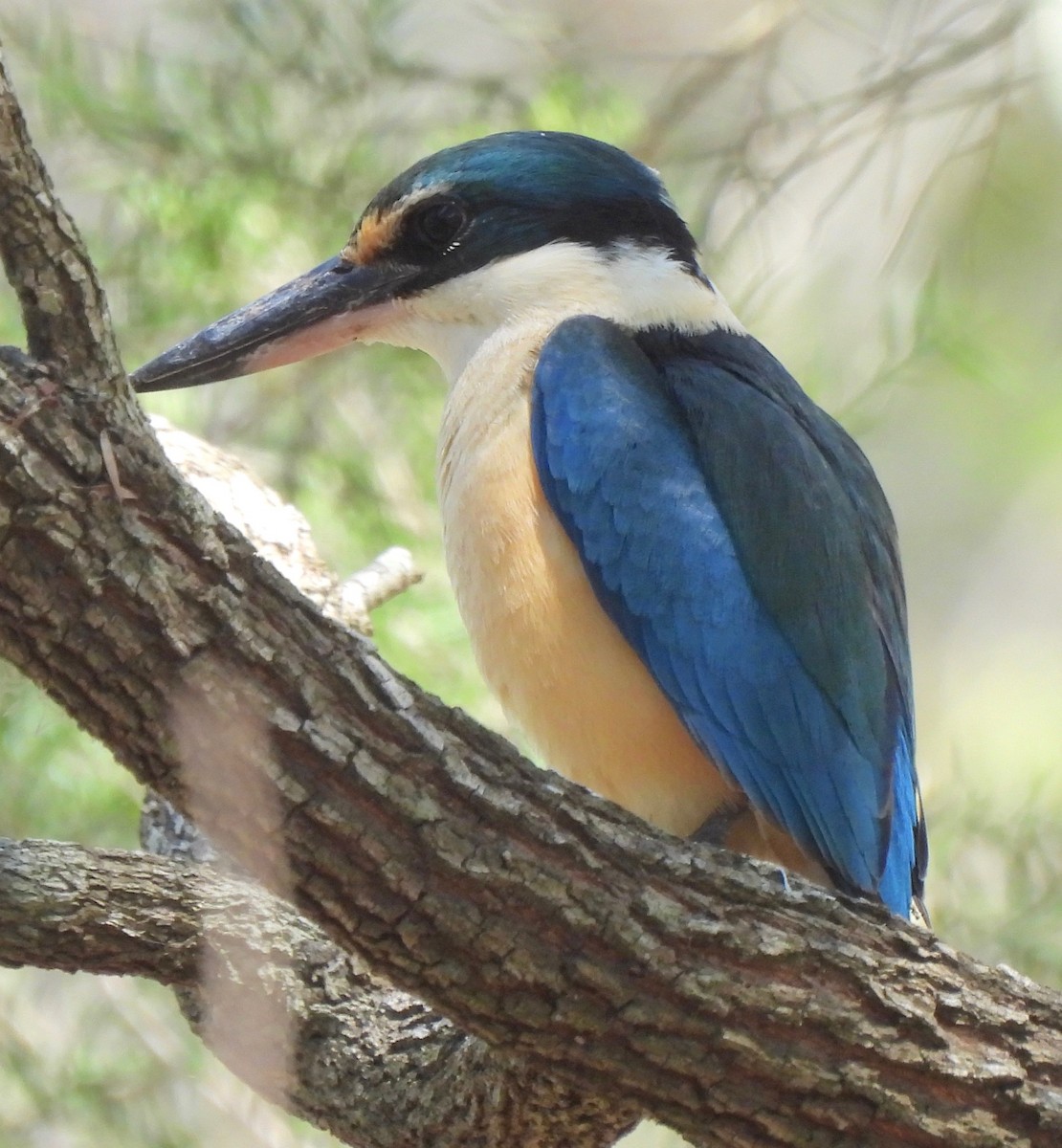 Sacred Kingfisher - Maylene McLeod