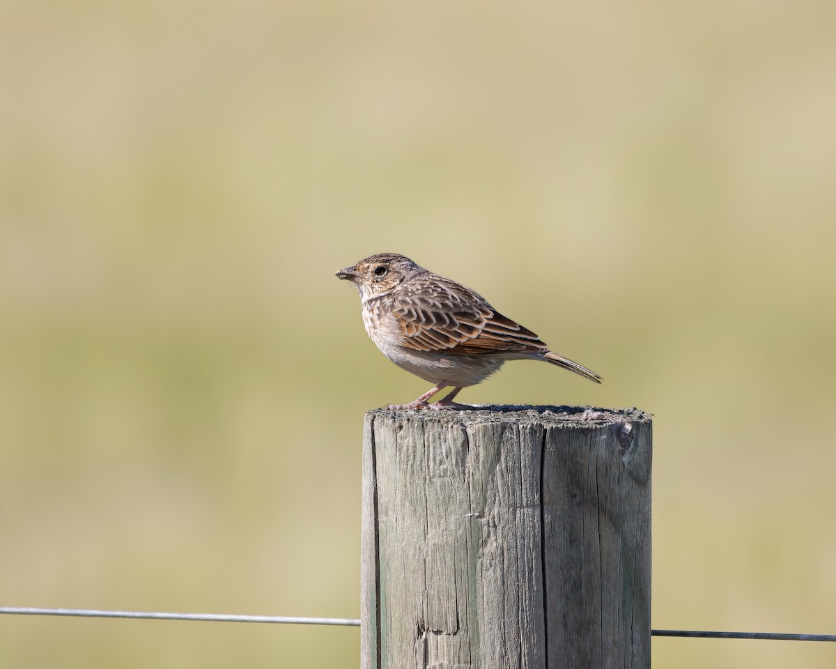 Singing Bushlark (Australasian) - Ben Johns