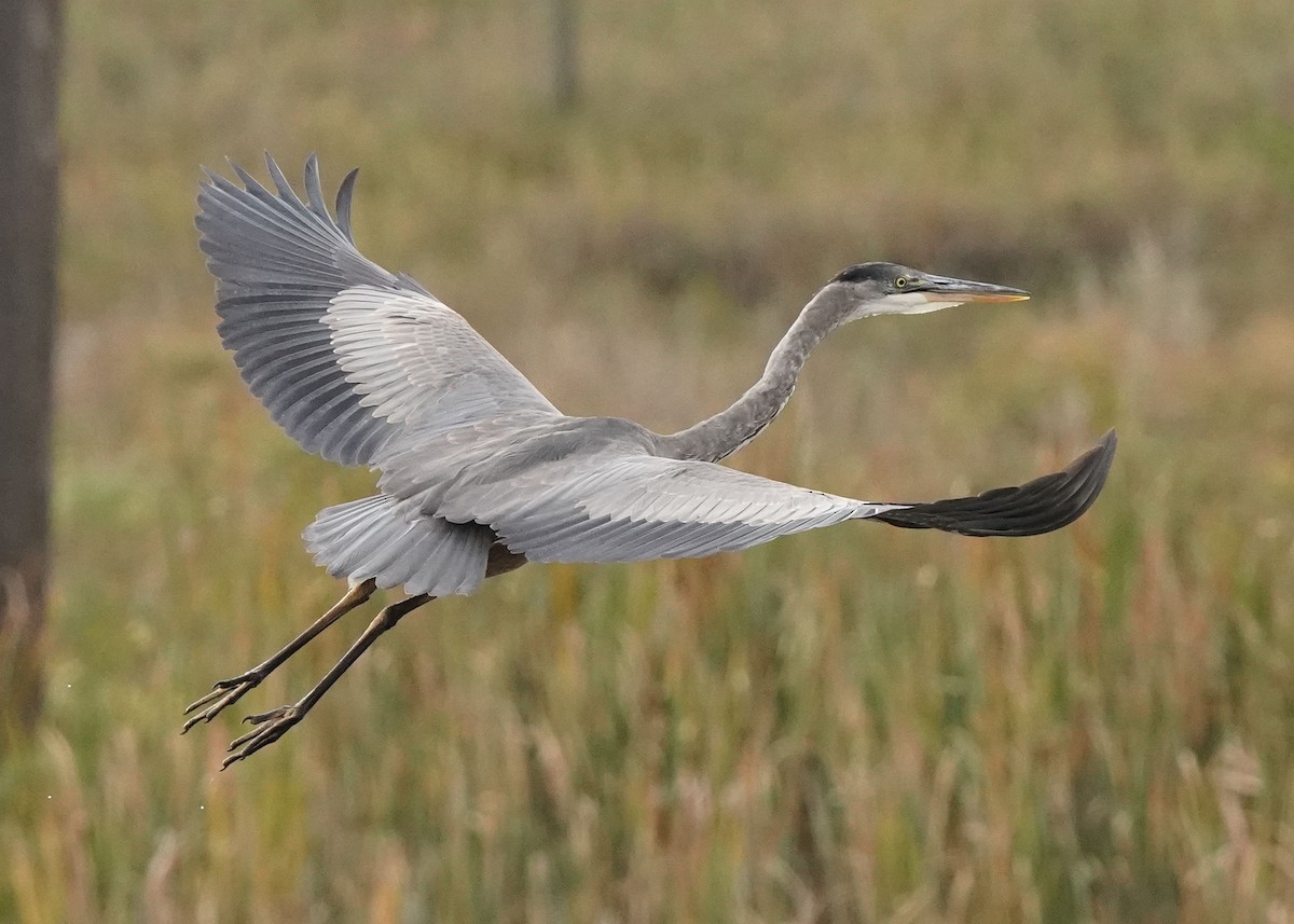 Great Blue Heron - ML609487147