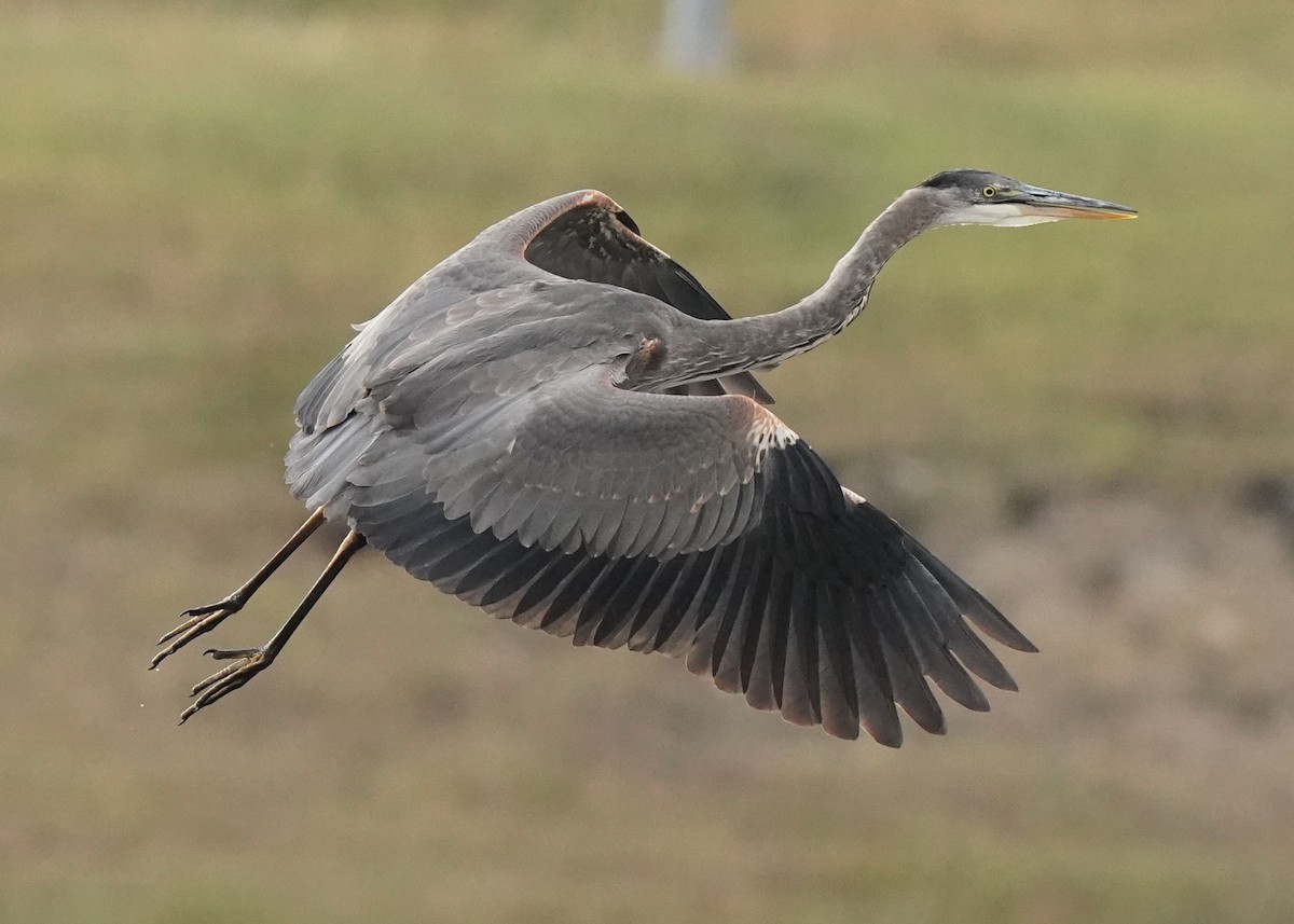 Great Blue Heron - ML609487148