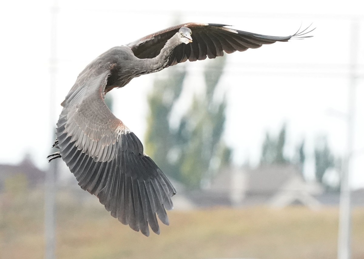 Great Blue Heron - ML609487149