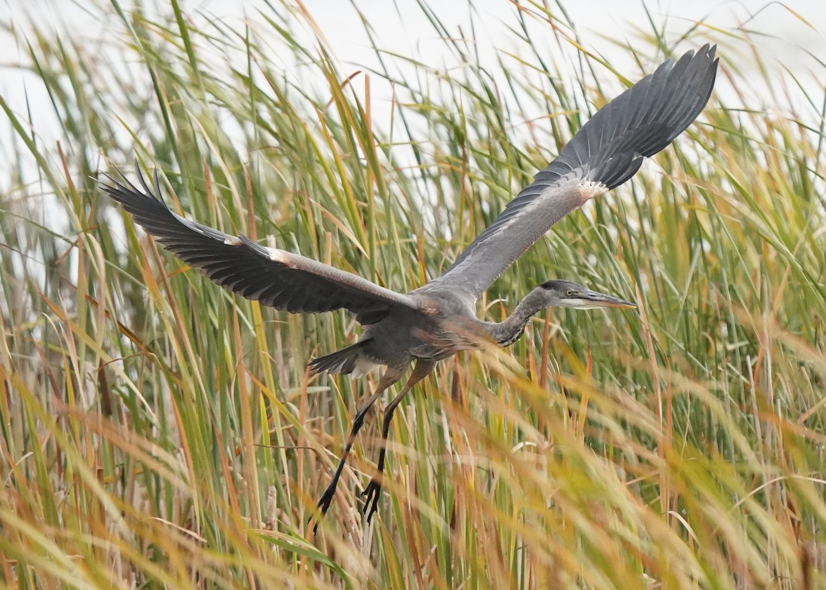Great Blue Heron - ML609487150