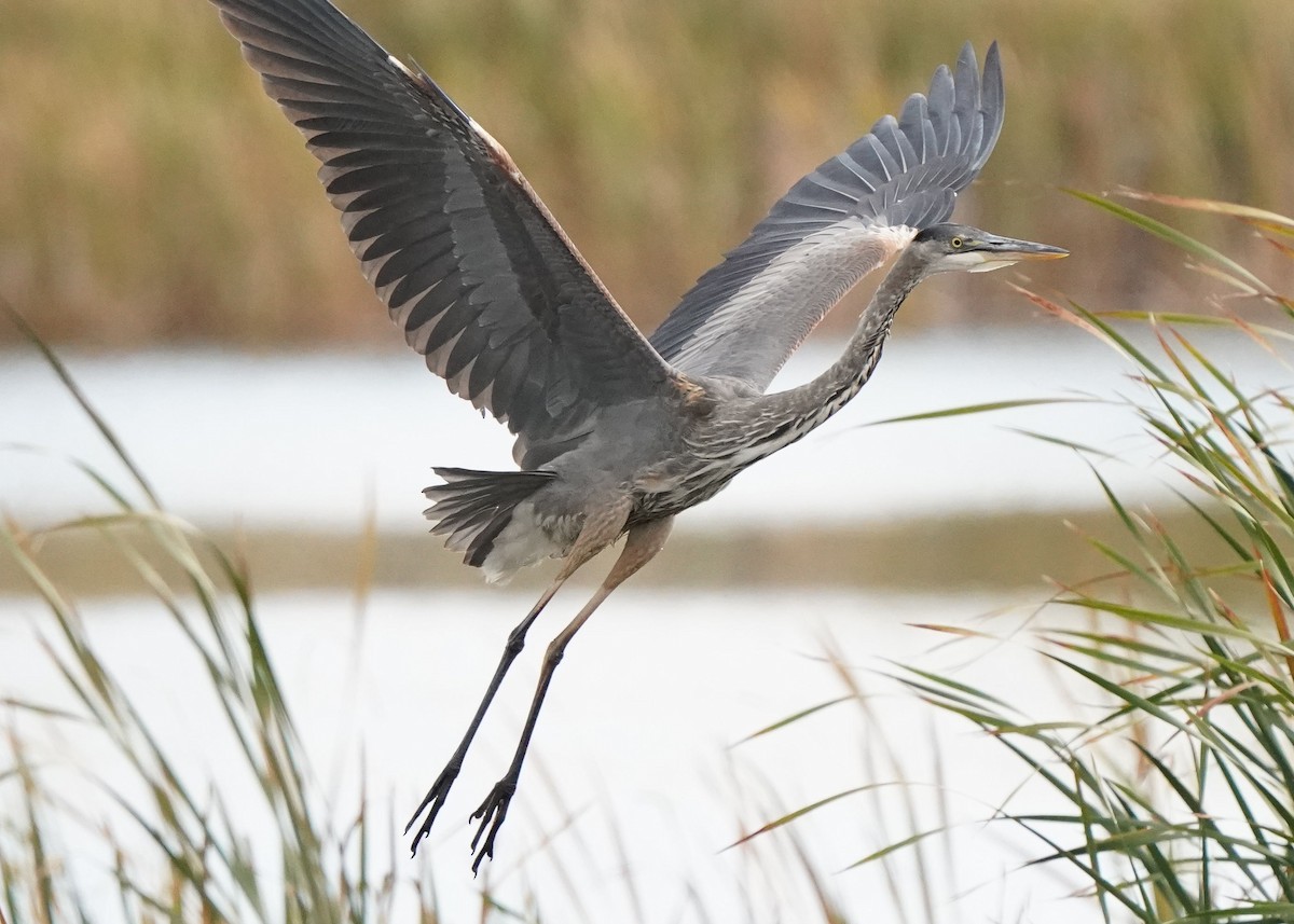 Great Blue Heron - ML609487151