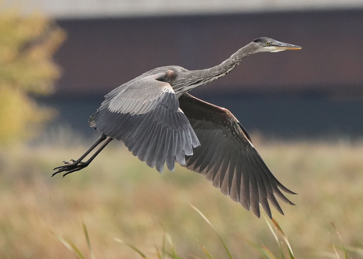 Great Blue Heron - ML609487152
