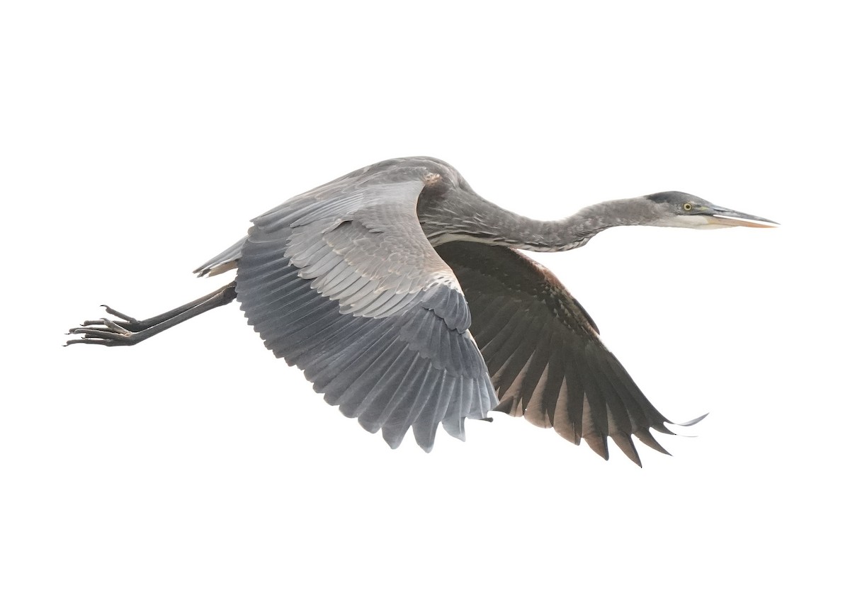 Great Blue Heron - ML609487153