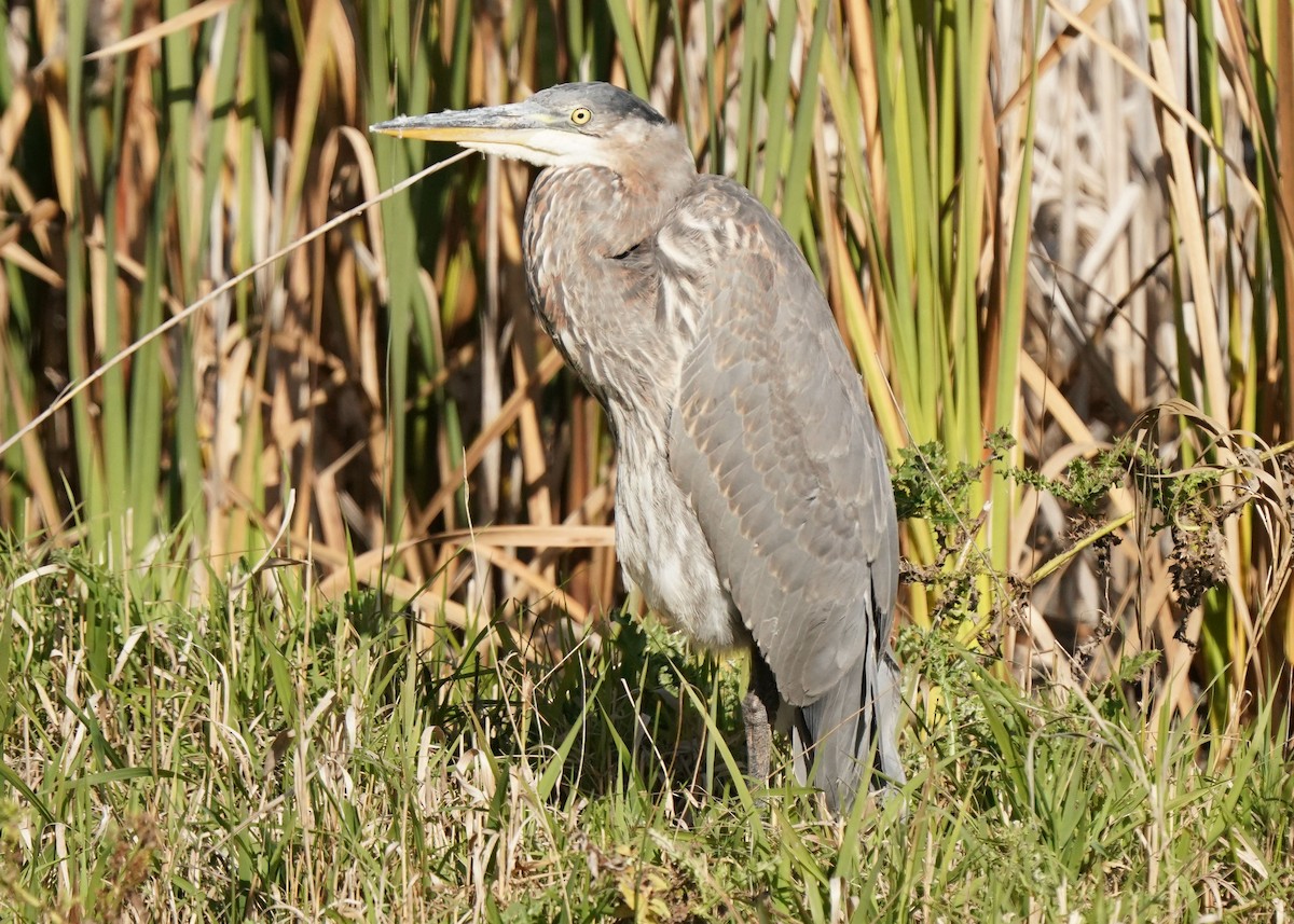 Great Blue Heron - ML609487154