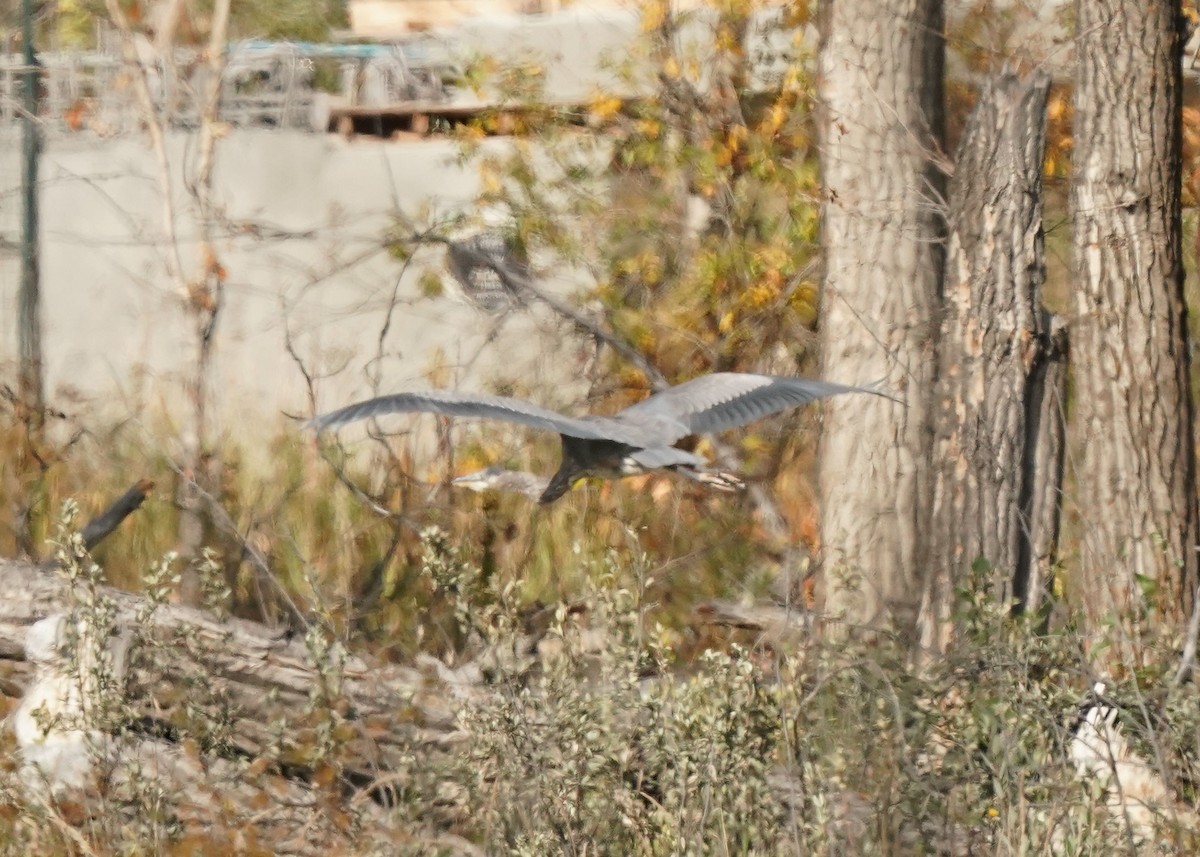 Great Blue Heron - ML609487155