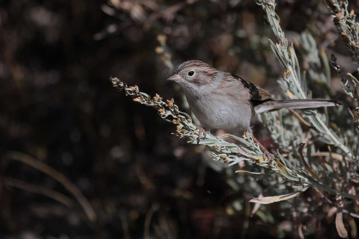 Brewer's Sparrow - ML609487158