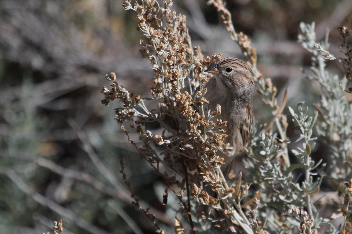 Brewer's Sparrow - ML609487167