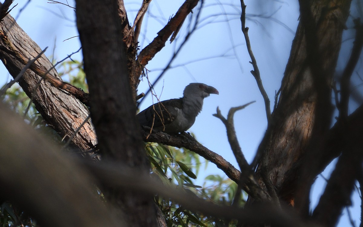 Channel-billed Cuckoo - ML609487203