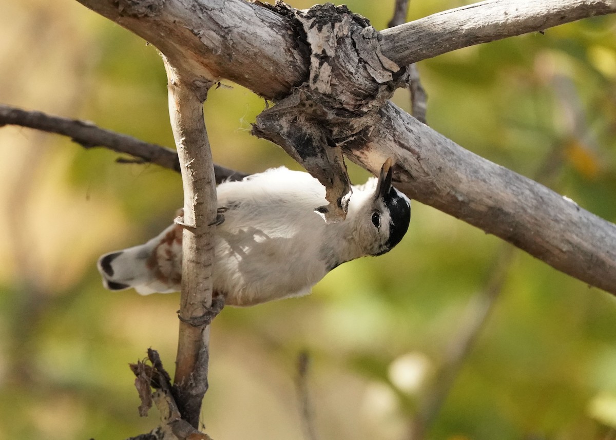 White-breasted Nuthatch - ML609487227