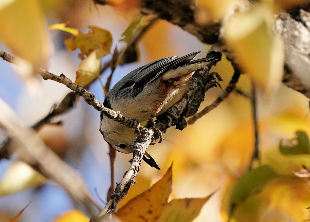 White-breasted Nuthatch - ML609487228