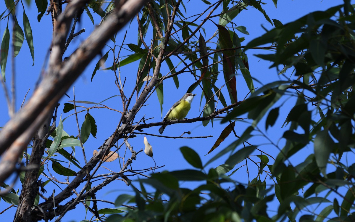 White-throated Gerygone - ML609487267