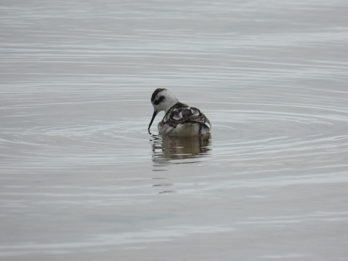 svømmesnipe - ML609487332