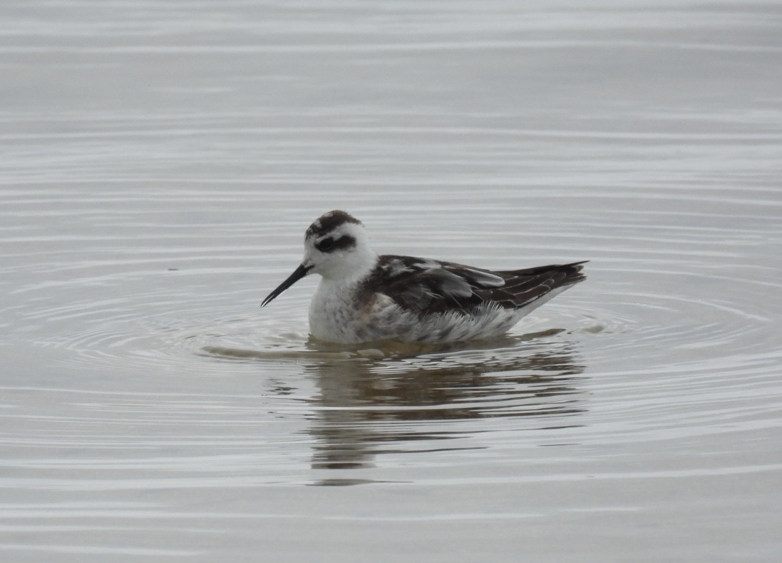 svømmesnipe - ML609487333