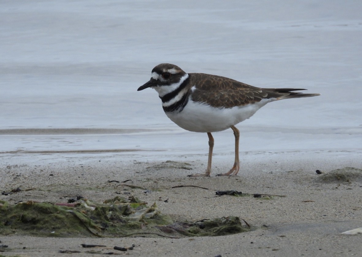 Killdeer - ML609487341