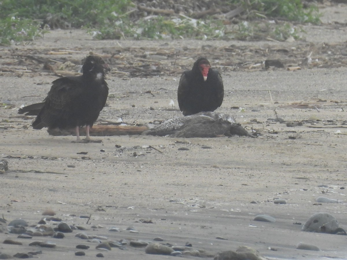 Turkey Vulture - ML609487358