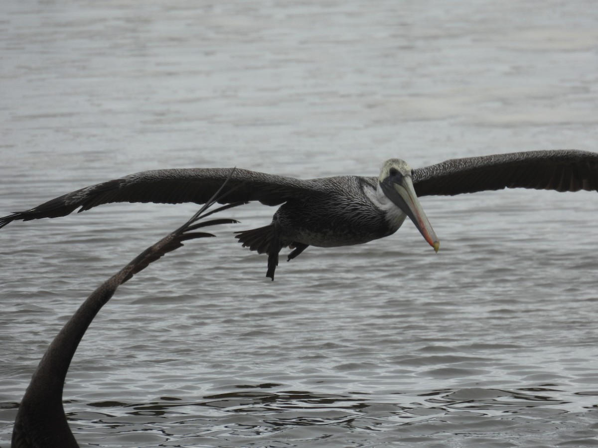 Brown Pelican - ML609487372