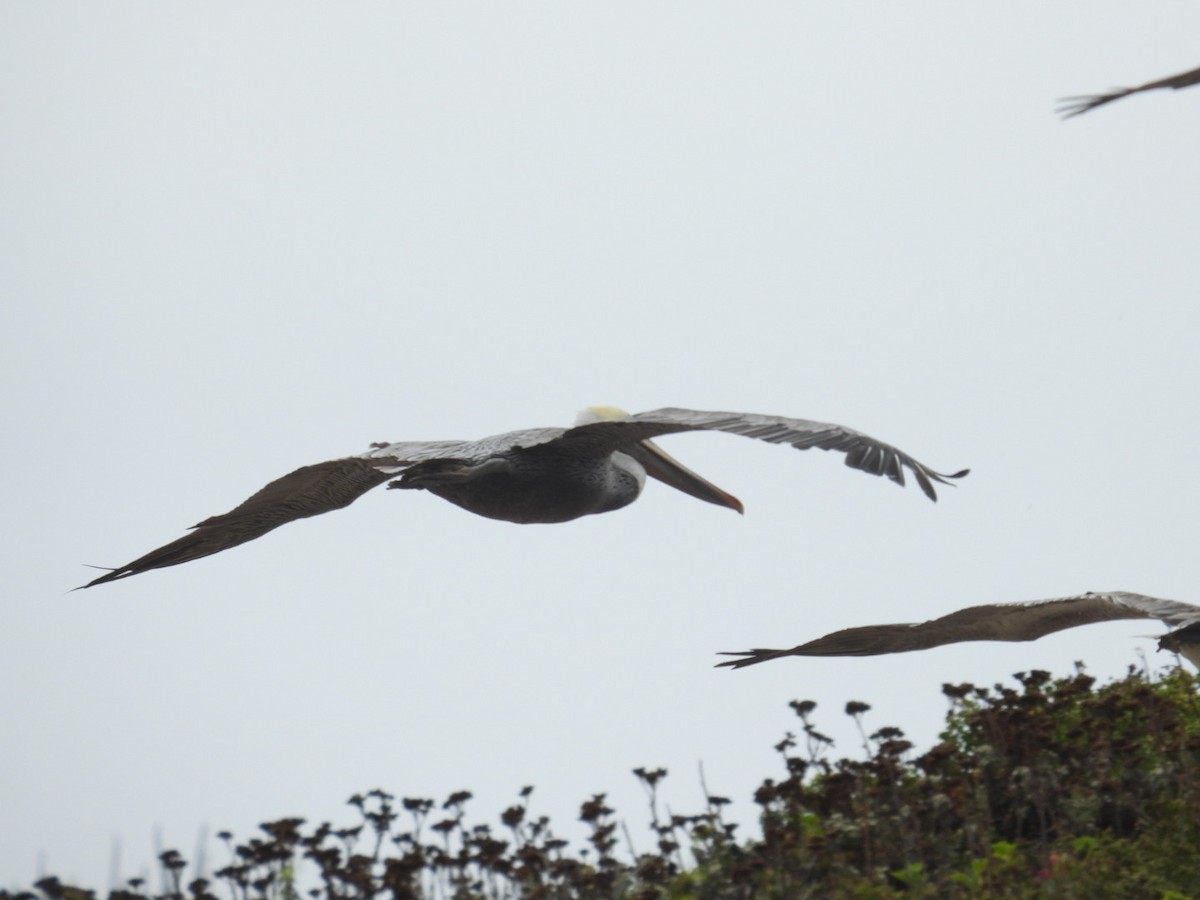 Brown Pelican - ML609487373