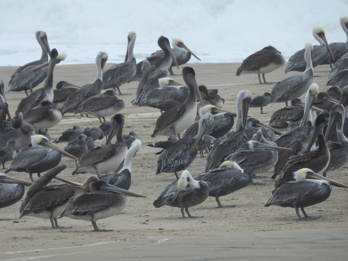 Brown Pelican - ML609487374