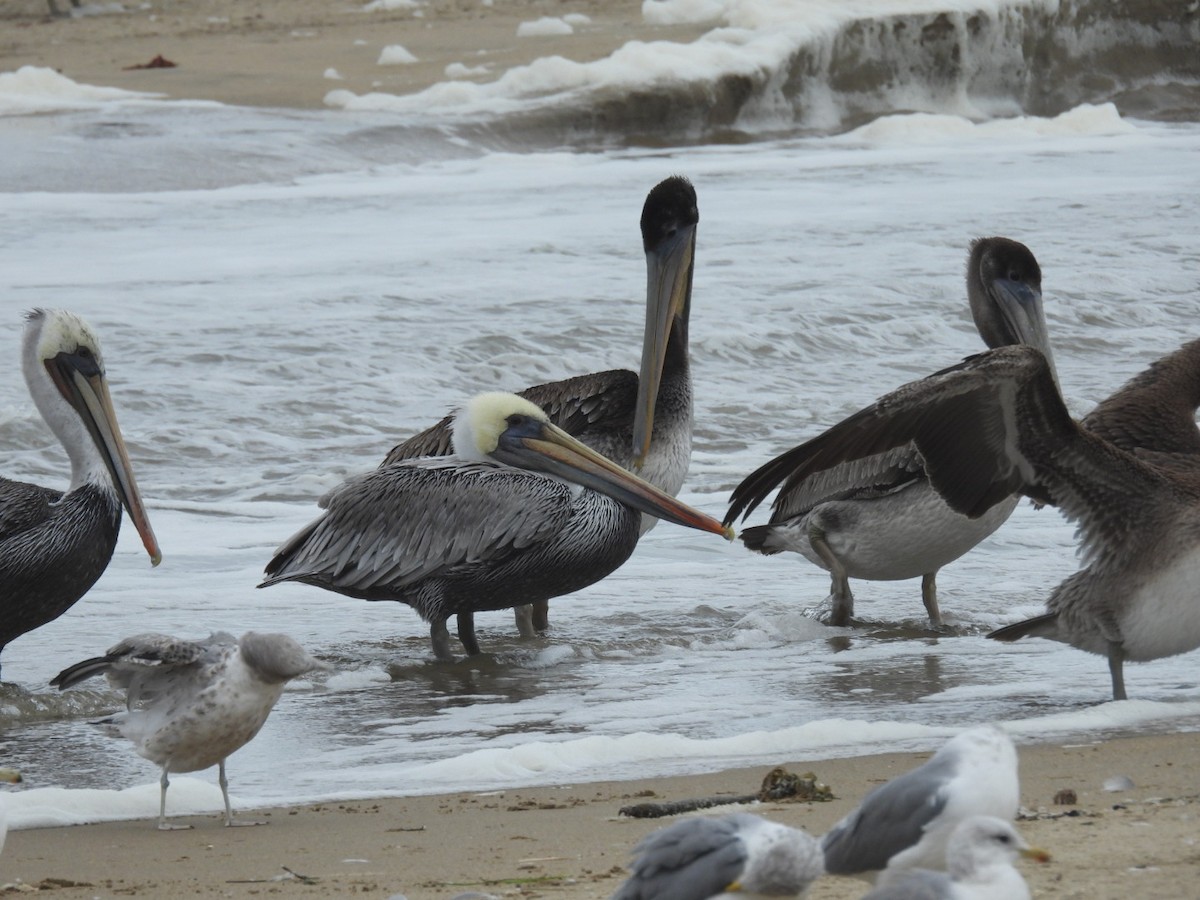 Brown Pelican - ML609487375