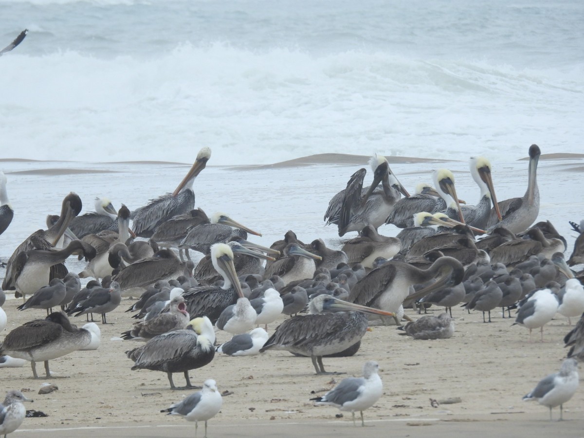 Brown Pelican - ML609487376