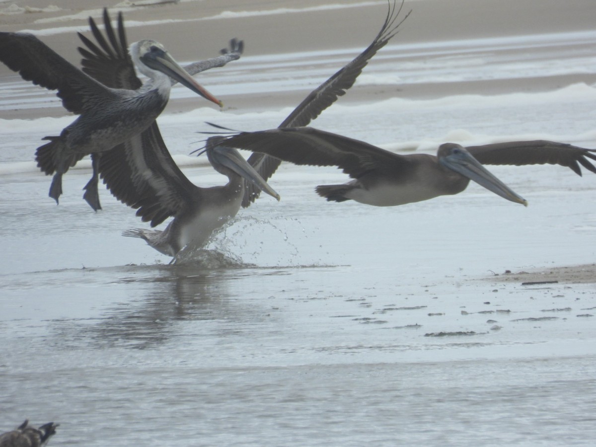 Brown Pelican - ML609487377