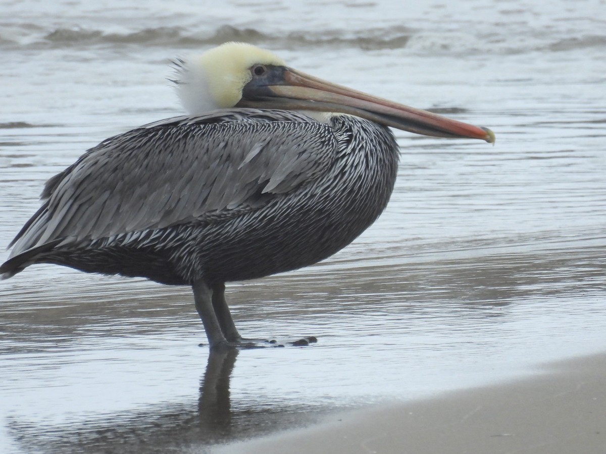 Brown Pelican - ML609487378