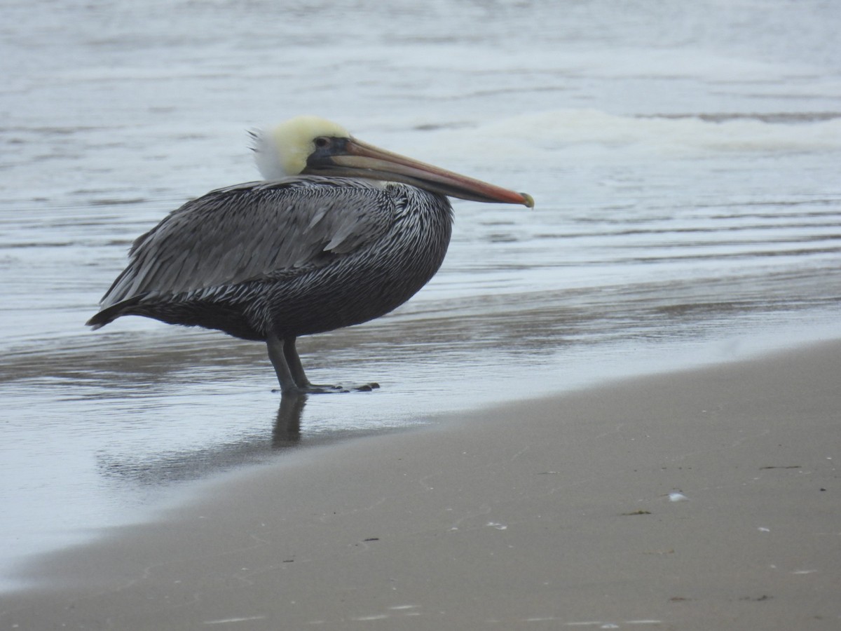 Brown Pelican - ML609487379