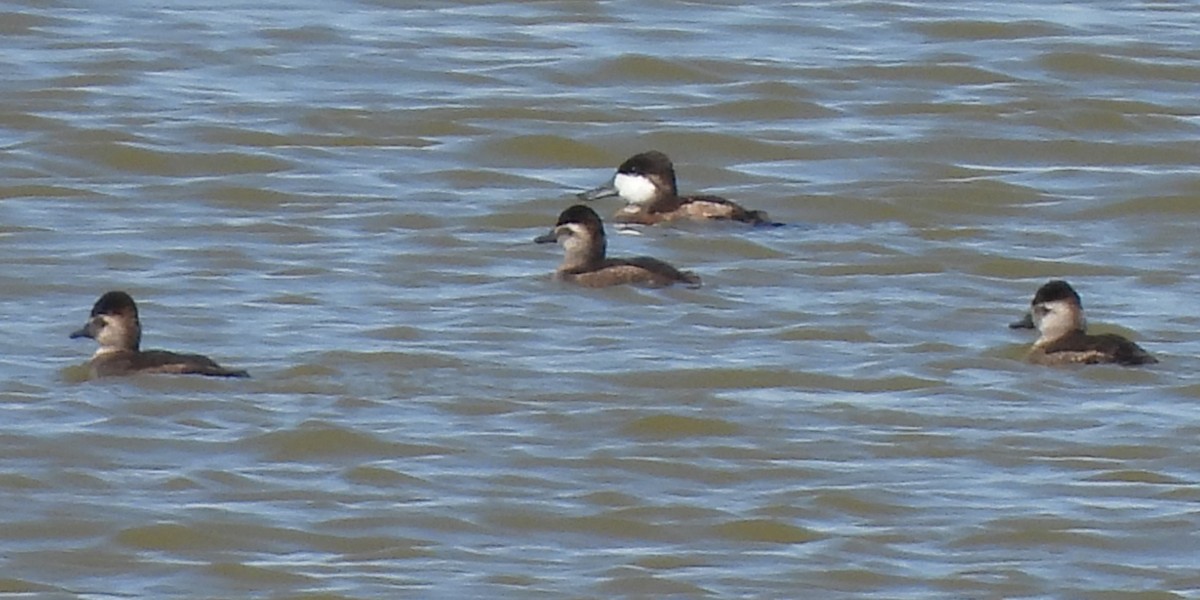 Ruddy Duck - ML609487394