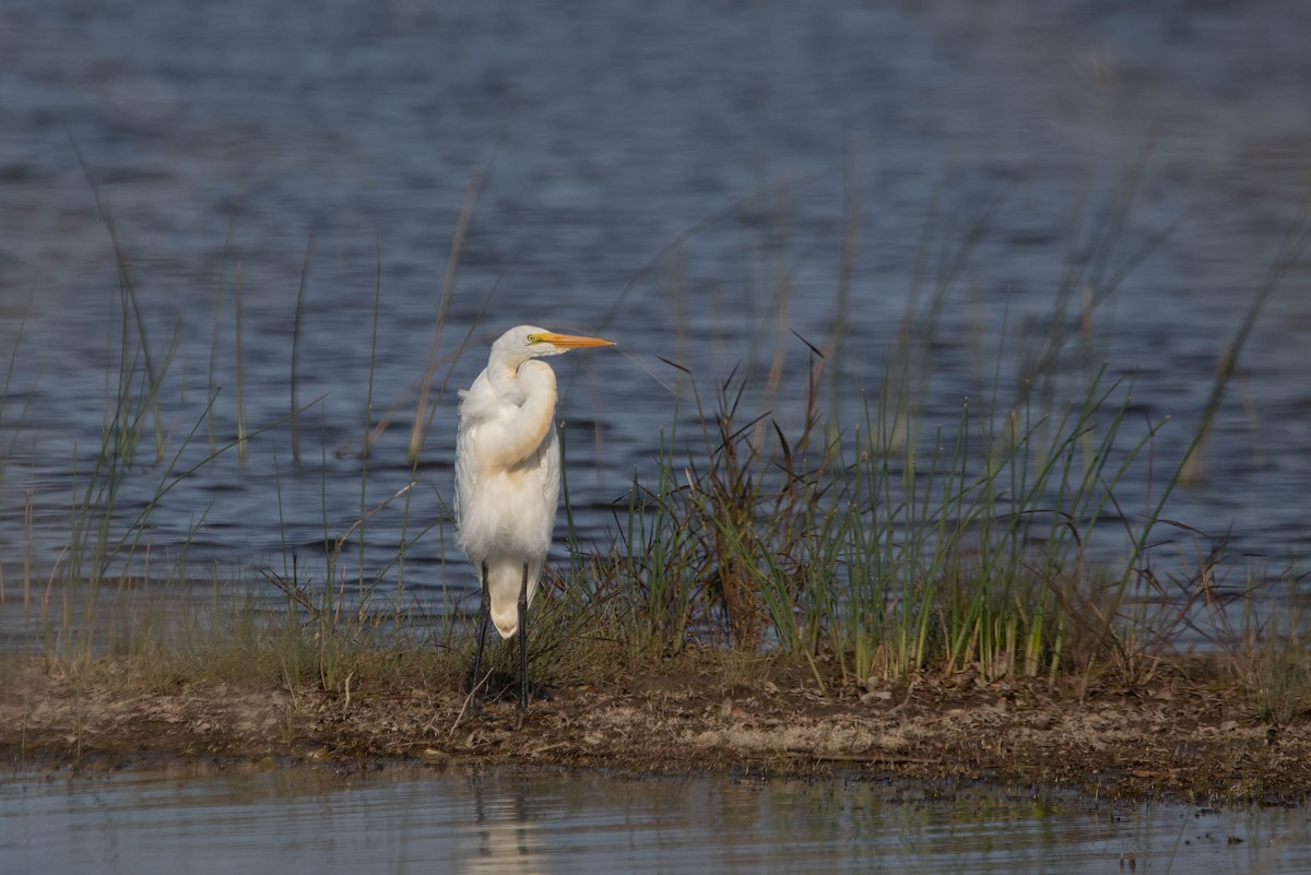 Great Egret - ML609487409