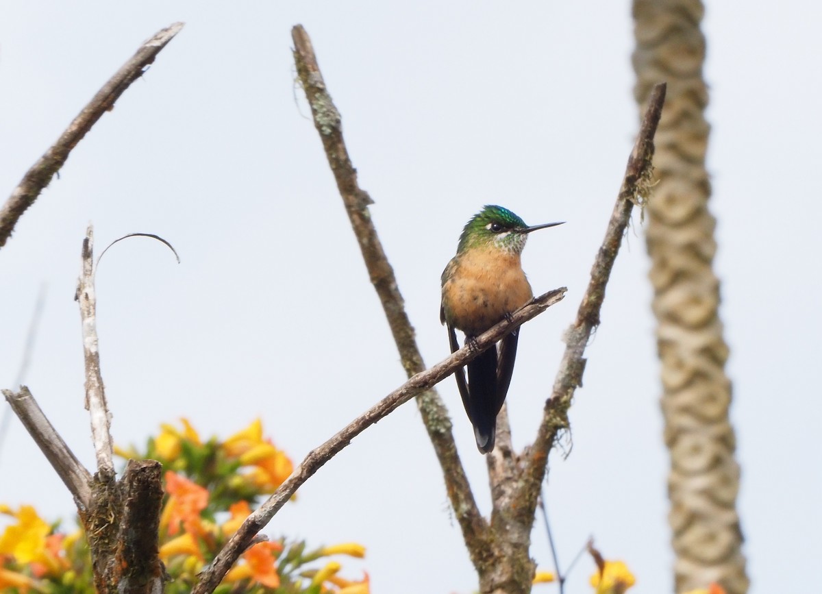 Long-tailed Sylph - Michael Honeyman