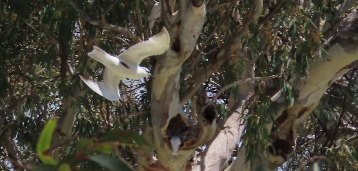 Whiskered Tern - ML609487460