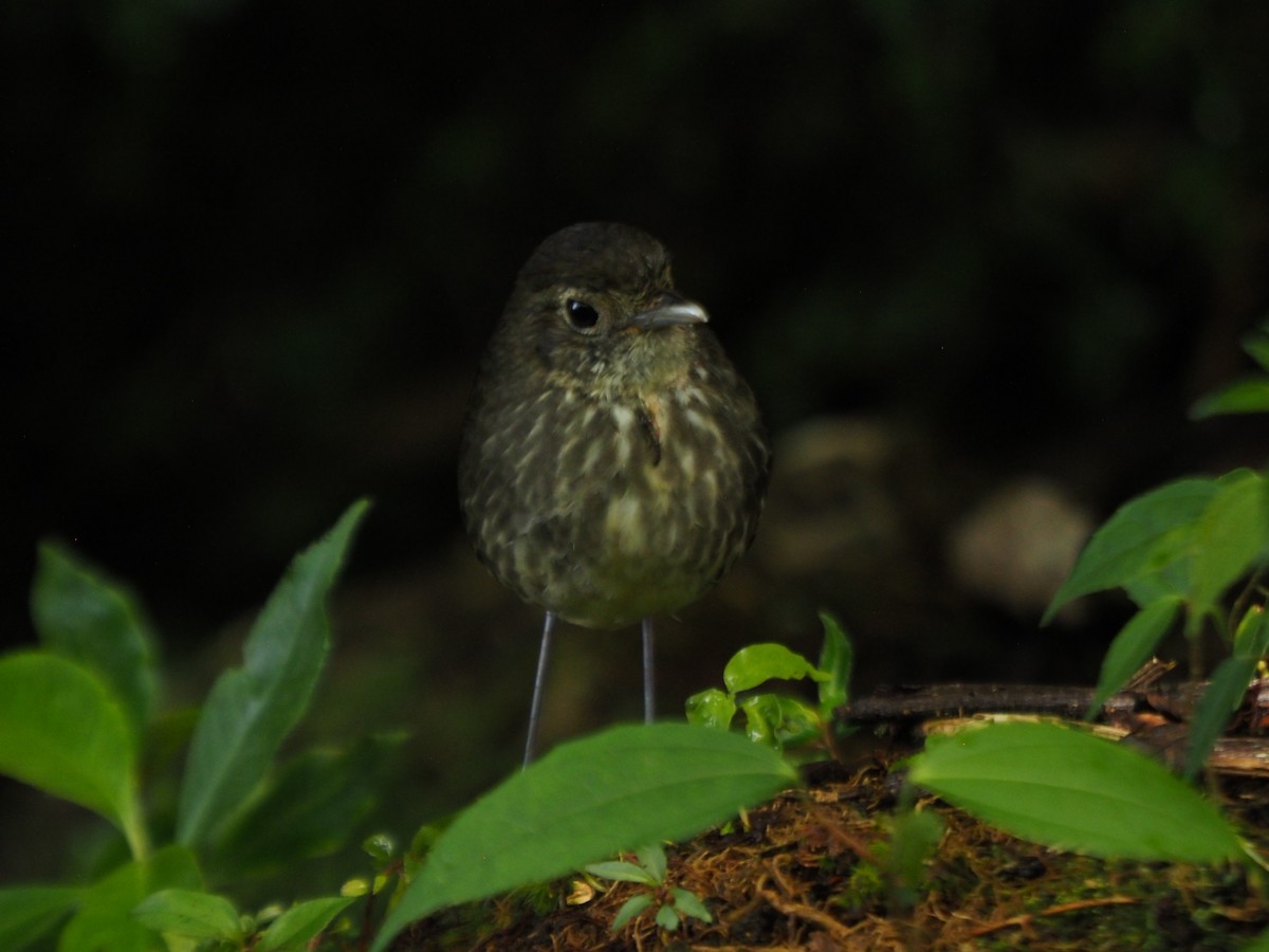 Cundinamarca Antpitta - ML609487477