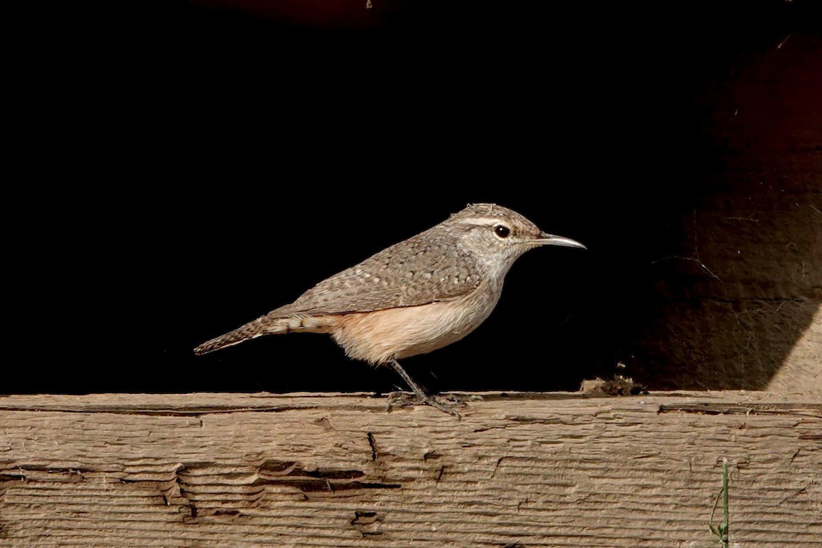 Rock Wren - Susan Goodrich